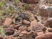 Land iguana